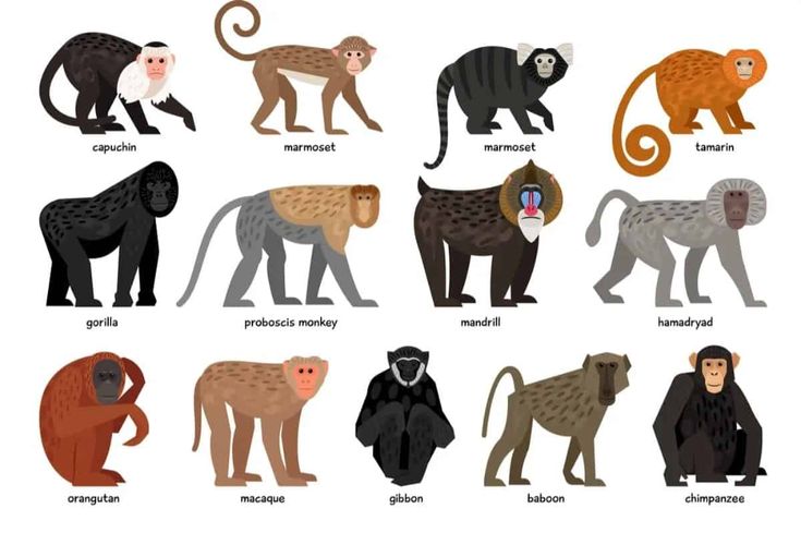 how many types of monkeys are there