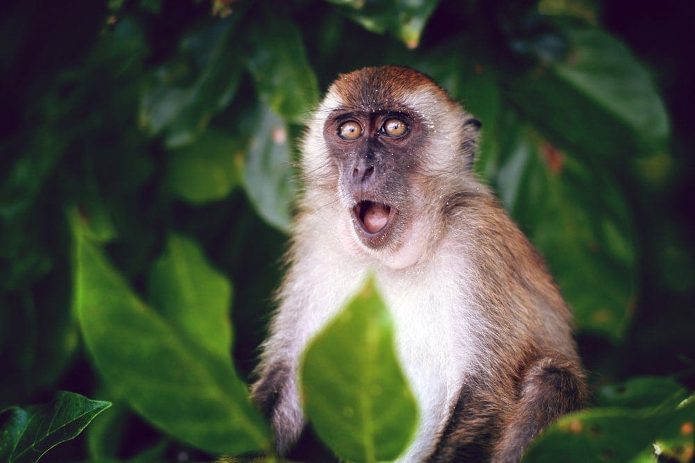 what are different types of monkeys